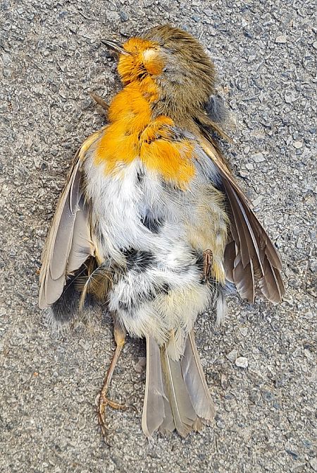 Rotkehlchen  - Sergio Fasano