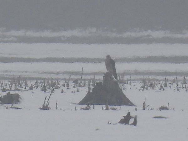 sokół wędrowny  - Kacper Mikulski