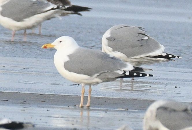 Steppenmöwe  - Björn Stranz