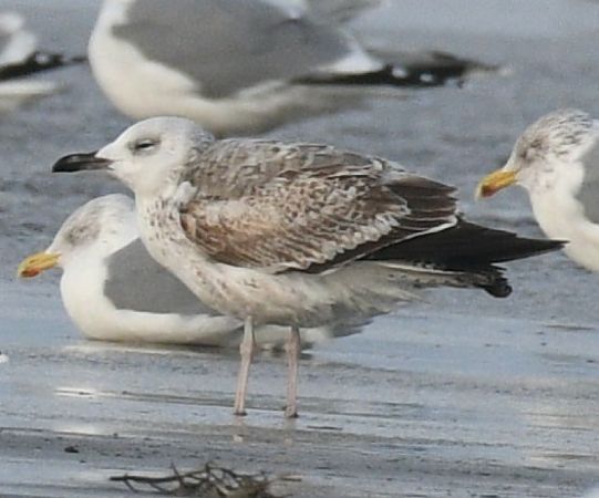 Steppenmöwe  - Björn Stranz