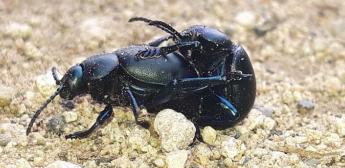 Timarcha nicaeensis  - Michele Cento