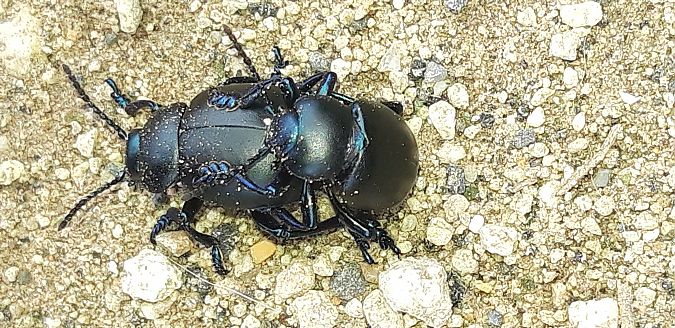 Timarcha nicaeensis  - Michele Cento