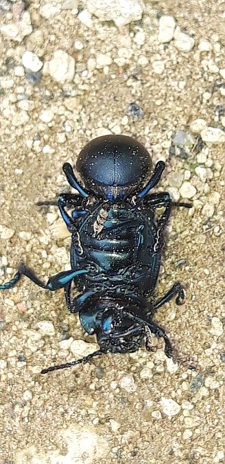 Timarcha nicaeensis  - Michele Cento