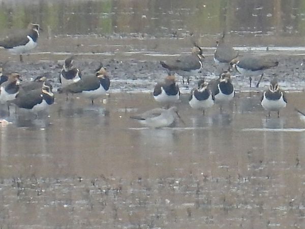 Dunkler Wasserläufer  - Kacper Mikulski