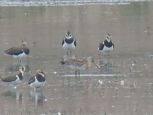 rycyk  - Kacper Mikulski