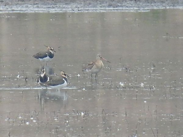 rycyk  - Kacper Mikulski