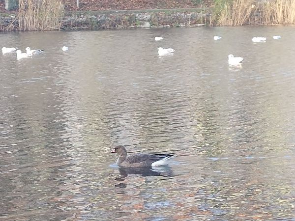 Greater White-fronted Goose  - Andrzej Dylik