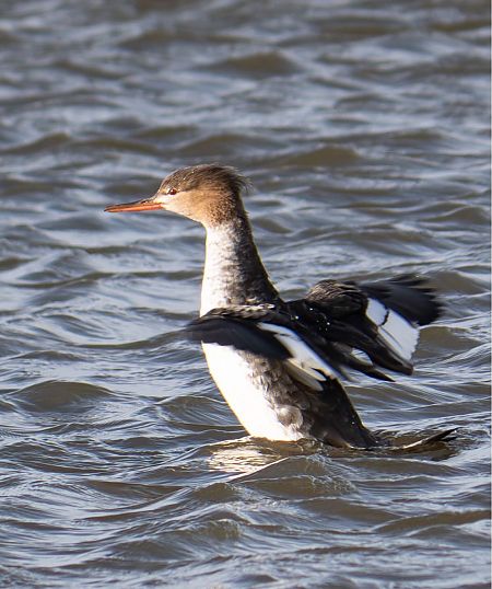 Mittelsäger  - Gabriele Klassen