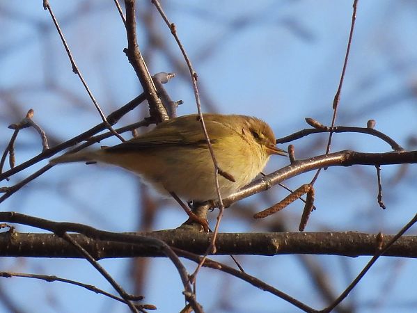 Pouillot véloce  - Natalia Gorczowska
