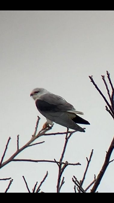 Élanion blanc  - Katharina Traxler