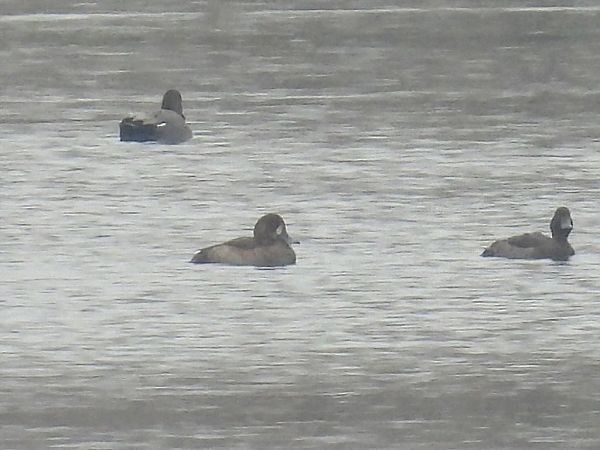 ogorzałka  - Kacper Mikulski