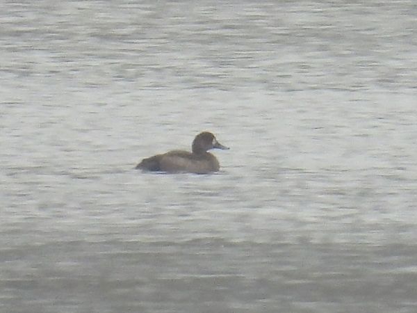 Fuligule milouinan  - Kacper Mikulski