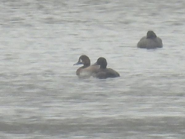 Fuligule milouinan  - Kacper Mikulski