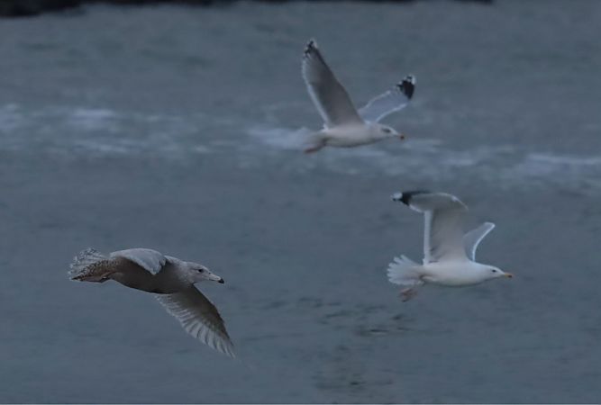 Hybride Goéland argenté x bourgmestre  - Grzegorz Neubauer
