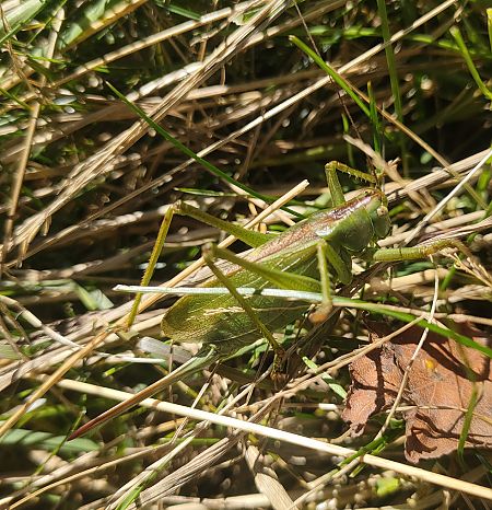 Tettigonia cantans  - Daniele Baroni