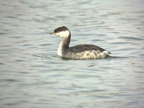 Grèbe esclavon  - Lukas Scheidl