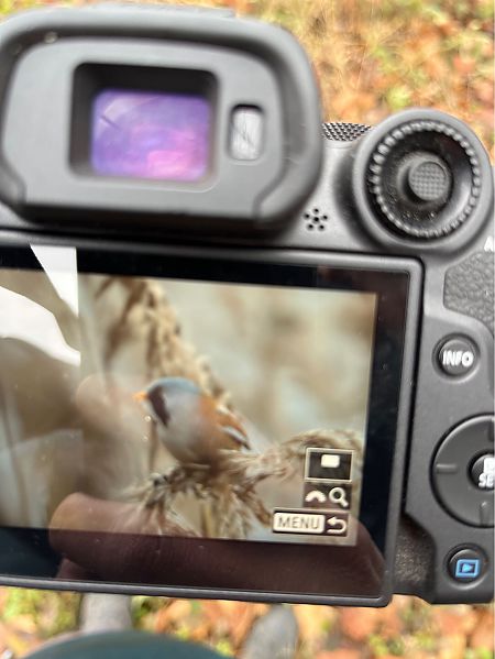 wąsatka  - Wojciech Kaczor