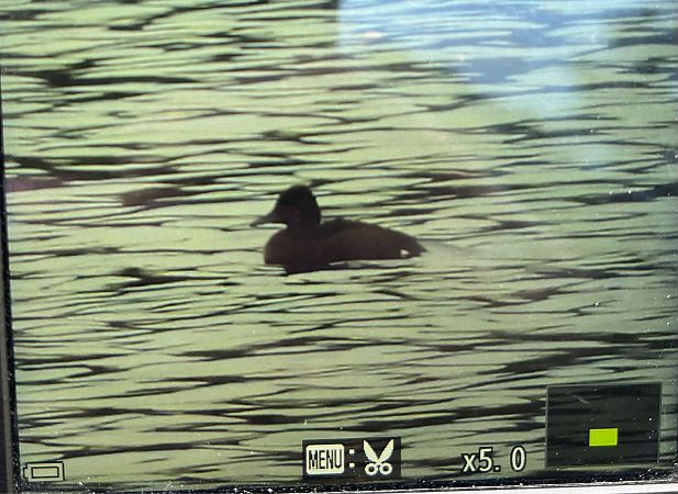 podgorzałka  - Grzegorz Zioło