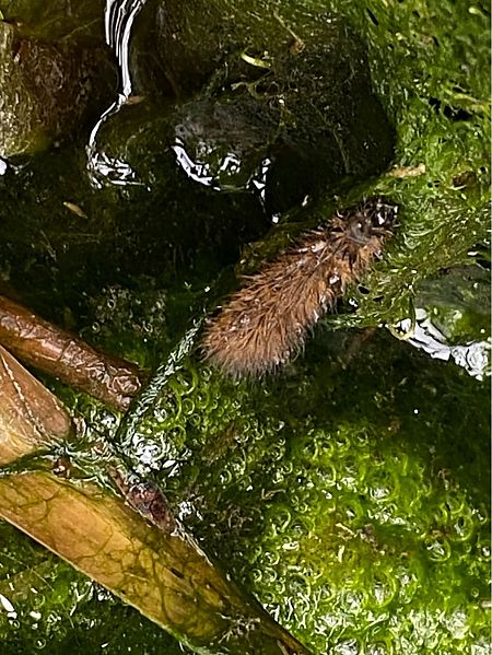 Phragmatobia fuliginosa  - Maria Rita Gelso