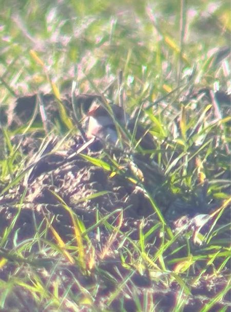 śnieguła  - Krzysztof Lis