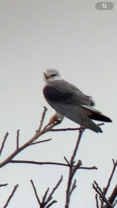 Élanion blanc  - Katharina Traxler