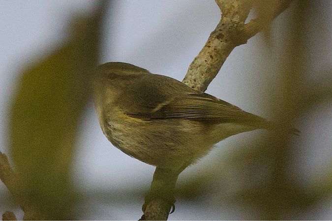 Tienschan-Laubsänger  - Matthias Feldhoff
