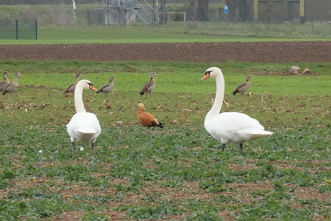 Rostgans  - Martina Kohls