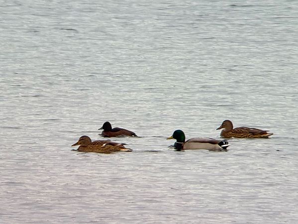 podgorzałka  - Łukasz Konopka