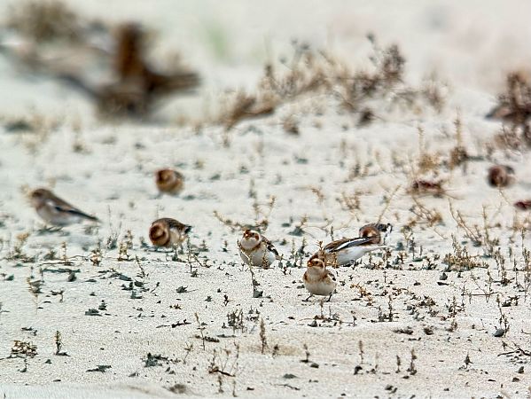 śnieguła  - Łukasz Konopka