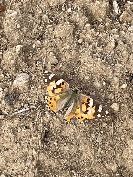 Migradora dels cards  - Carlos Alvarez-Cros