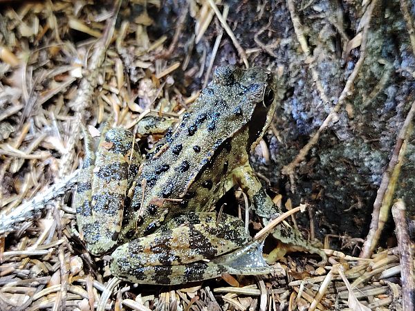 Rana temporaria  - Alice Funk