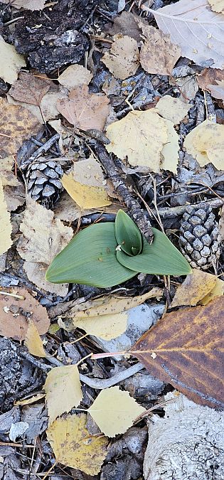 Himantoglossum hircinum  - Claire Perrachon