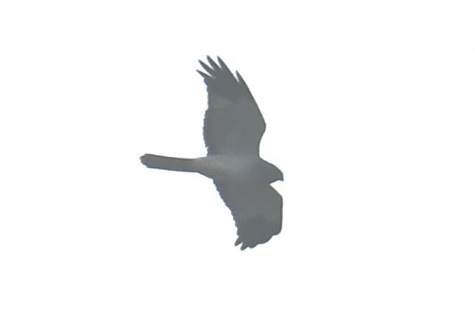 błotniak zbożowy  - Paweł Zaniecki