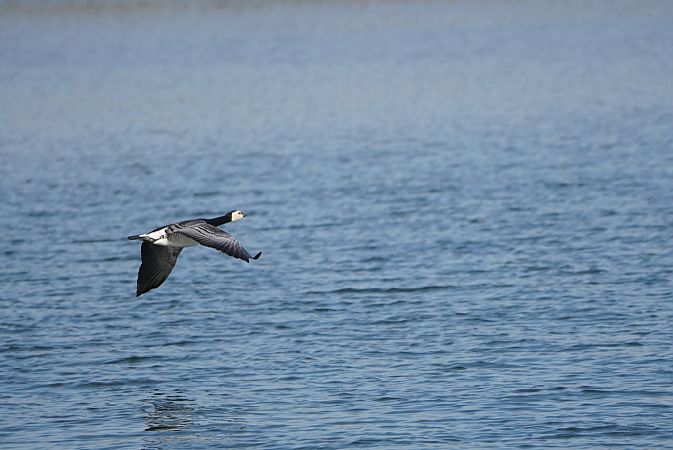 Bernache nonnette  - Pietro Bellezza