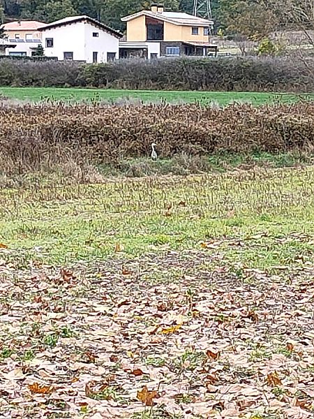 Bernat pescaire  - Isabel Casas Navarrete