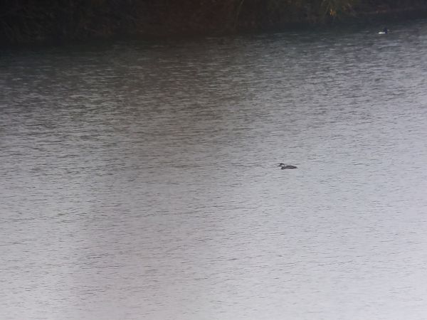 Trauerente  - Robin Maares