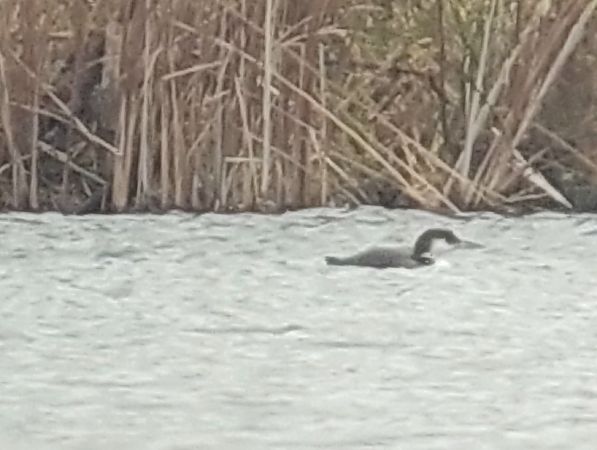 Eistaucher  - Alexander Zimmermann