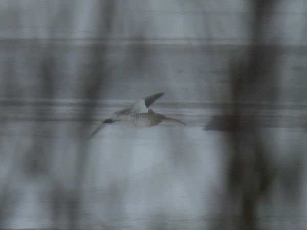 kulik wielki  - Kacper Mikulski