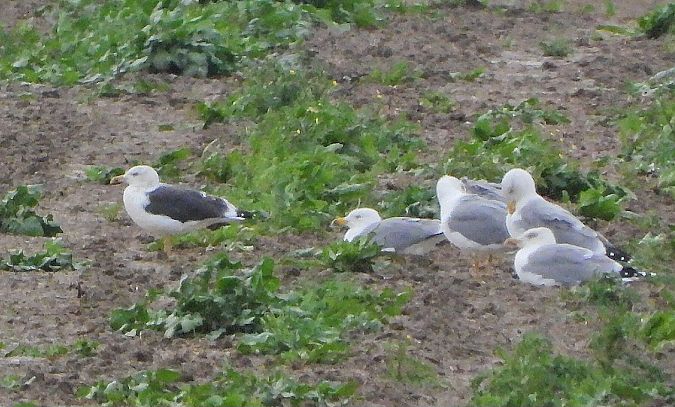 Zafferano  - Matteo Faggi