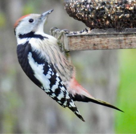 Mittelspecht  - Karoline Petersen-Poggensee