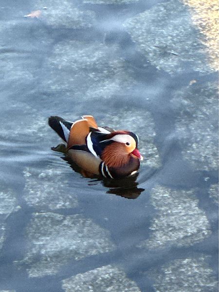 Anatra mandarina  - Antonio Mazzone