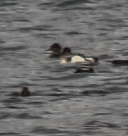 szlachar  - Maciej Aleksandrowicz