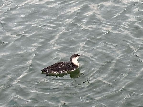 Sterntaucher  - Karsten Fiehl