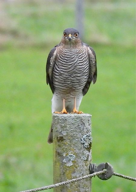 Sperber  - Karoline Petersen-Poggensee
