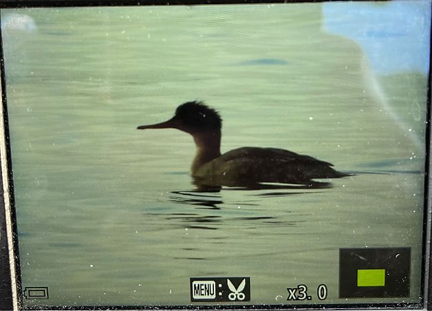 szlachar  - Grzegorz Zioło