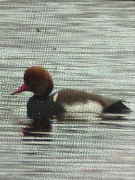 hełmiatka  - Jarosław Soboń