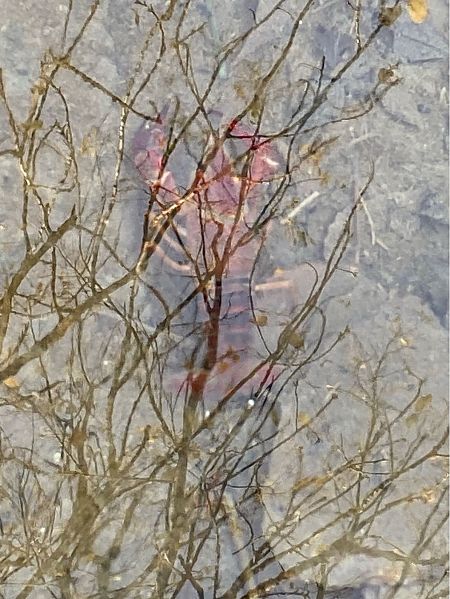 Gambero rosso della Louisiana  - Maria Rita Gelso