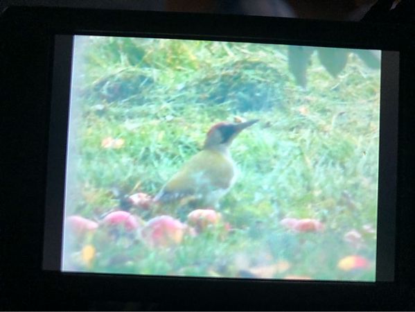 Grünspecht  - Joris Marechal