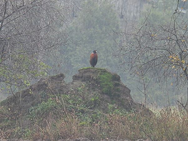 bażant  - Kacper Mikulski