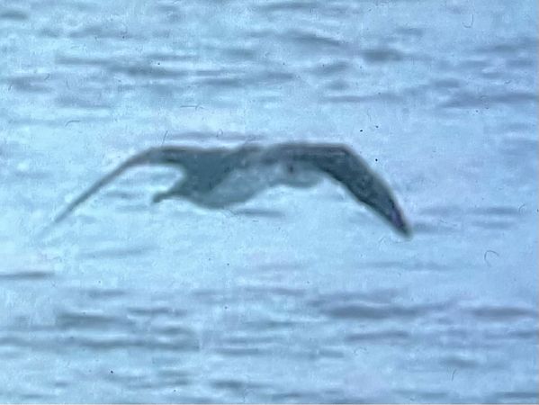 Eistaucher  - Thomas Stadtlander